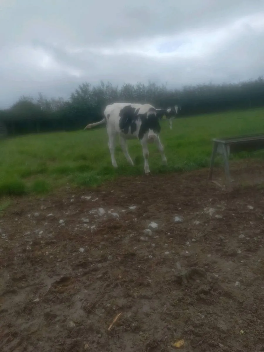 Holstein Freisan heifer calves - Image 4