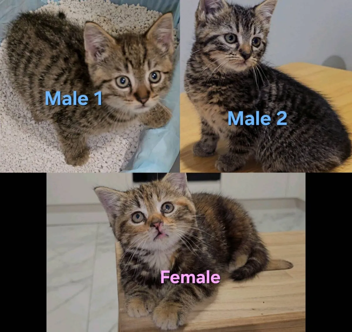 Kittens - Image 2