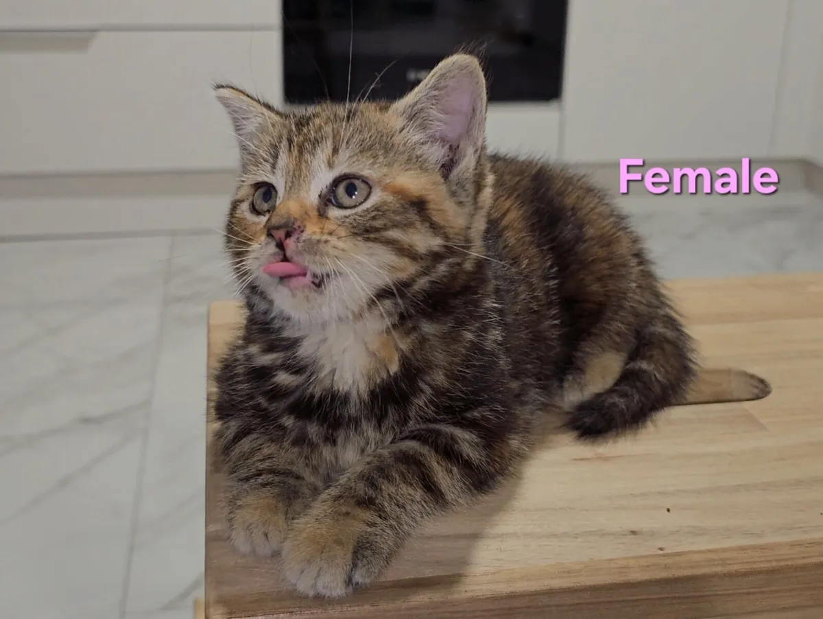 Kittens - Image 3