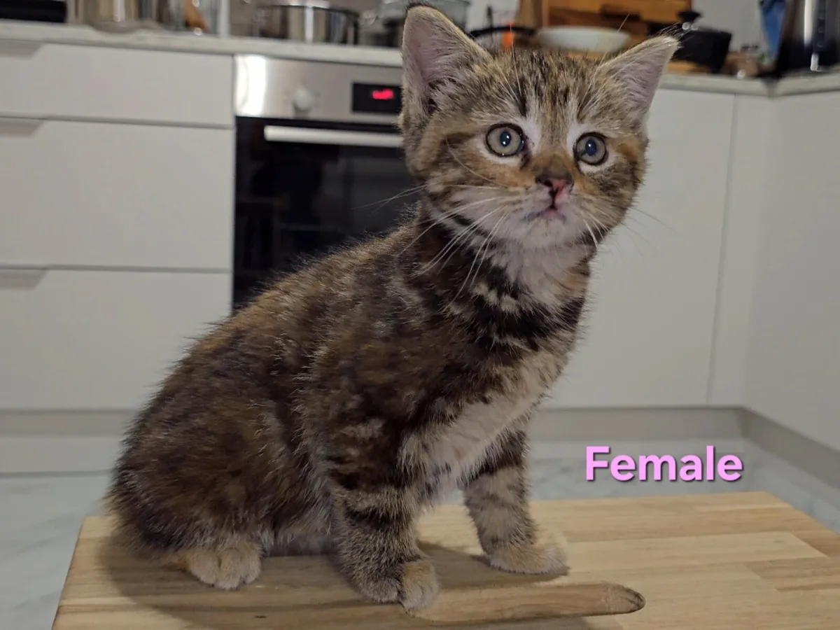 Kittens - Image 4