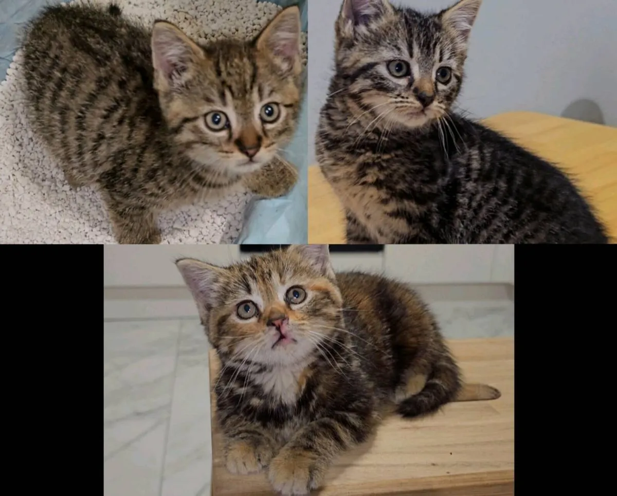 Kittens - Image 1