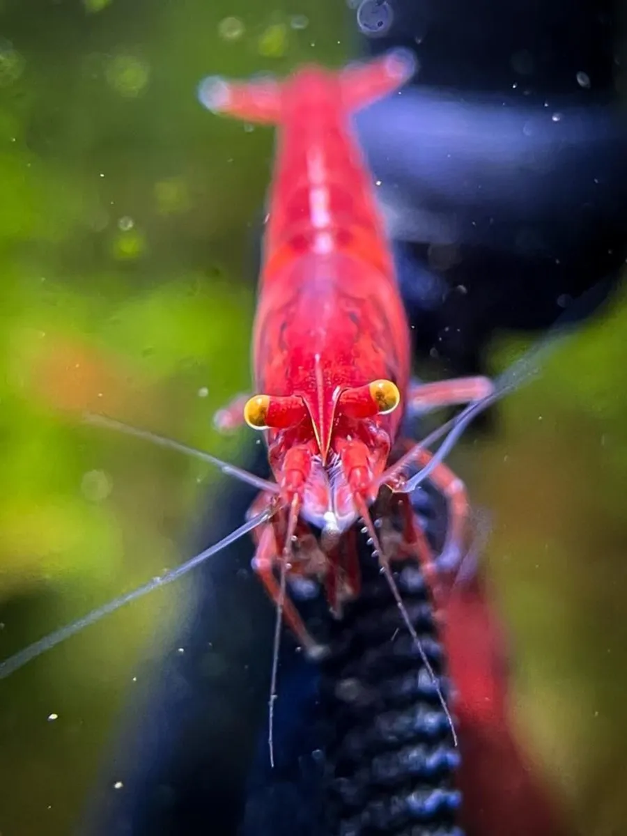 Neocaridina Bloody Mary Shrimp - Image 3