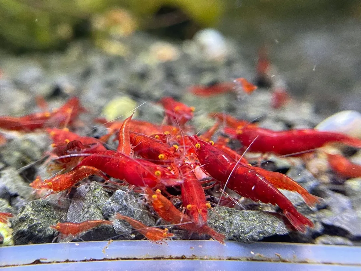 Neocaridina Bloody Mary Shrimp - Image 4