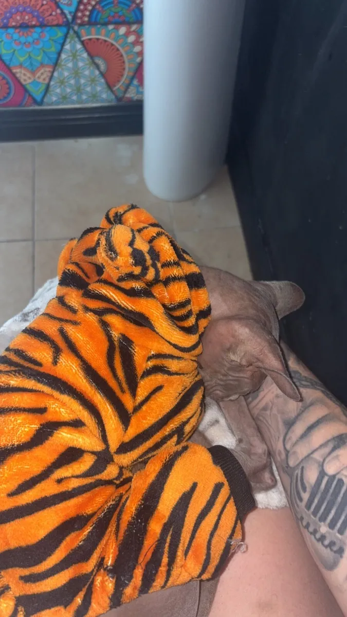 Kitten - Image 3