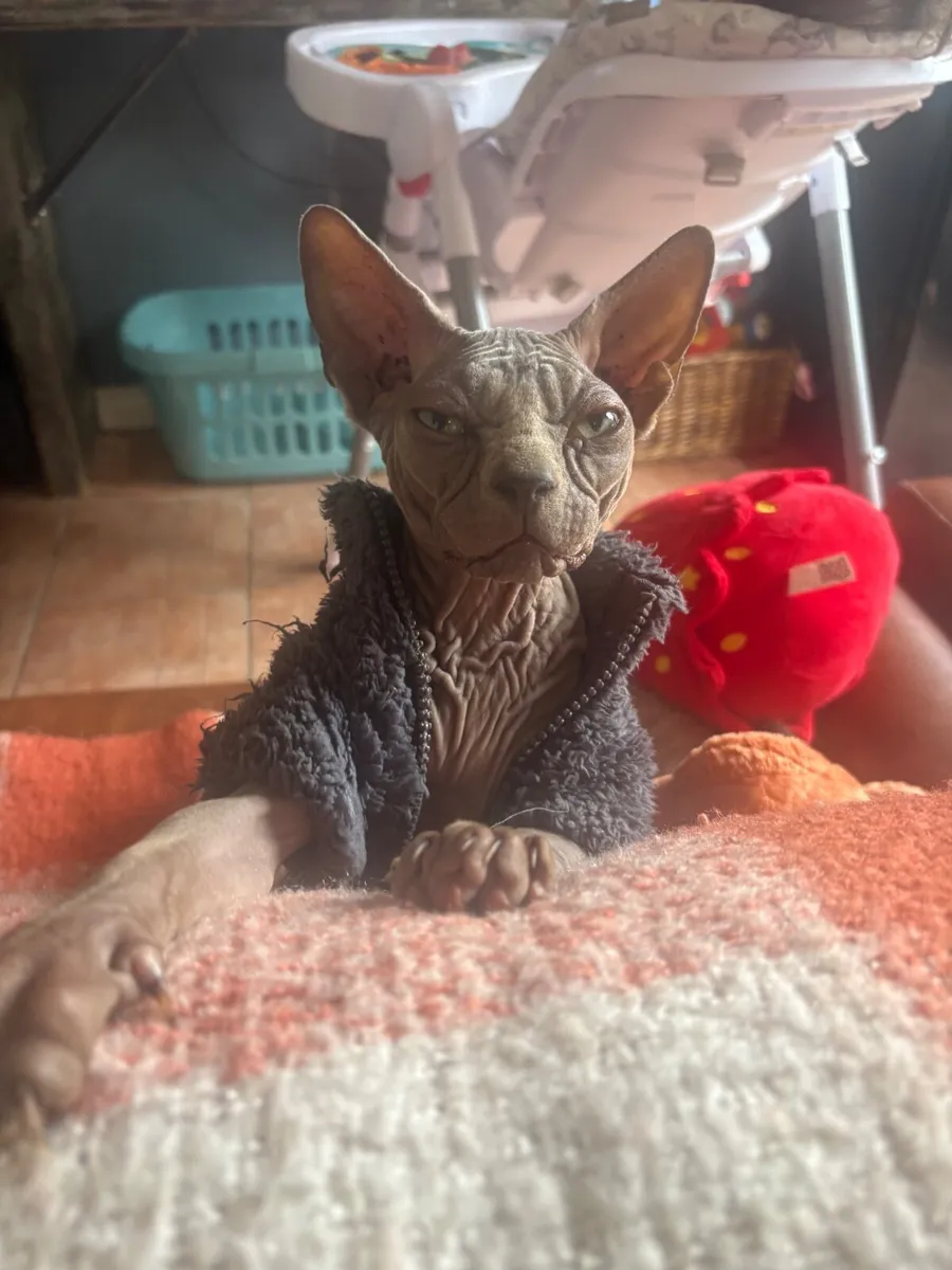 Kitten - Image 4