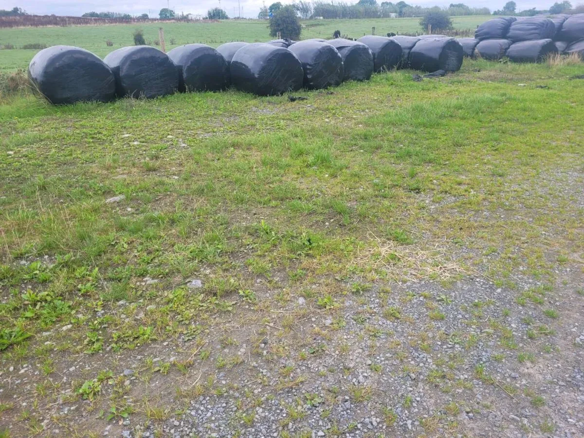Silage - Image 3