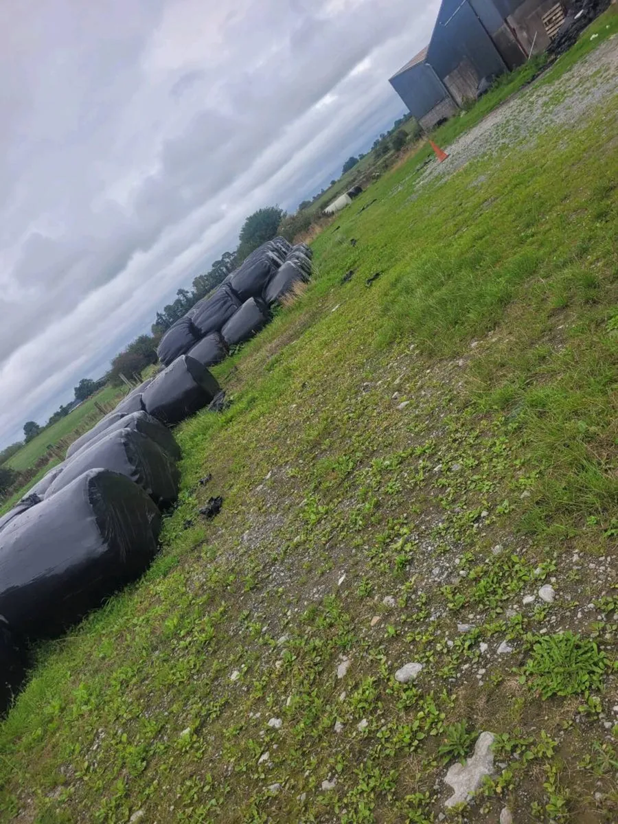 Silage - Image 1