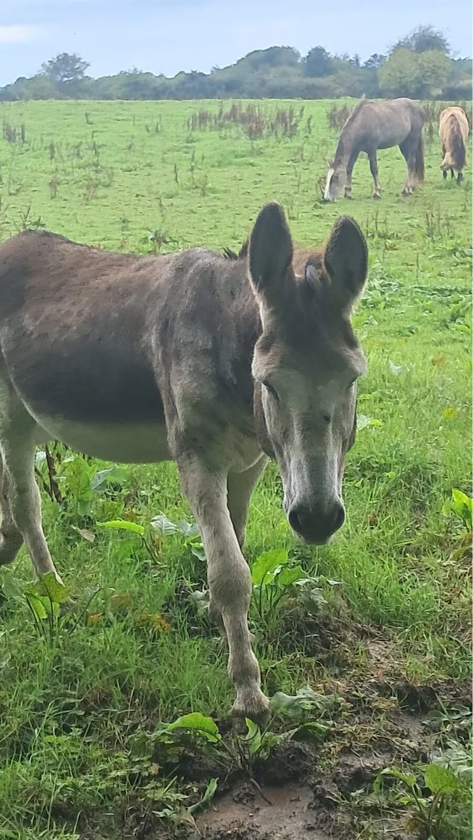 Jack donkey - Image 1