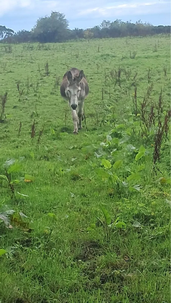 Jack donkey - Image 2
