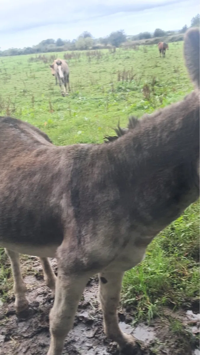 Jack donkey - Image 3