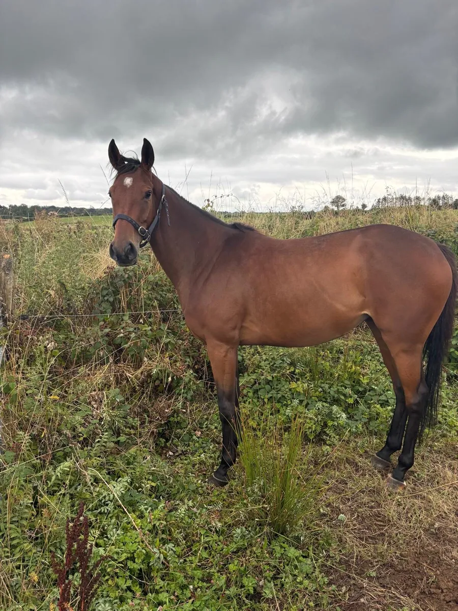 4yr old Thoroughbred Filly - Image 1