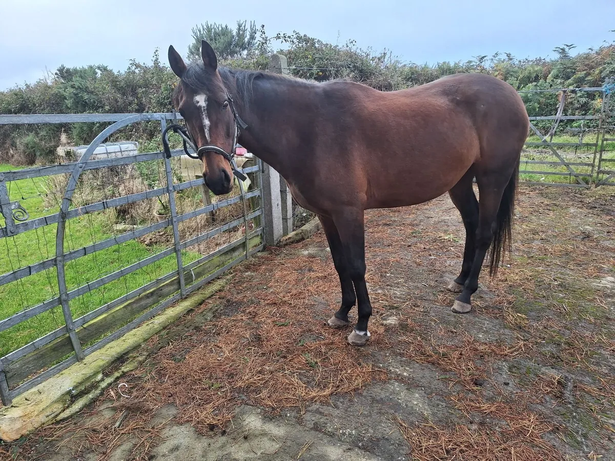 Sport Horse allrounder - Image 1