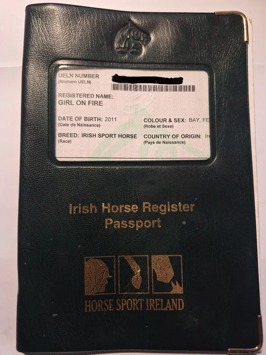Sport Horse allrounder - Image 2