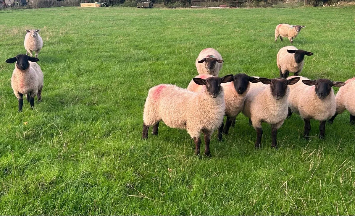 Suffolk x ewe lambs - Image 1
