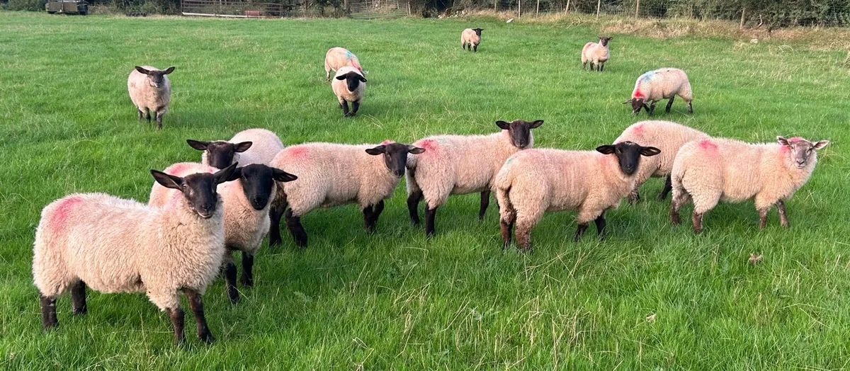 Suffolk x ewe lambs - Image 2