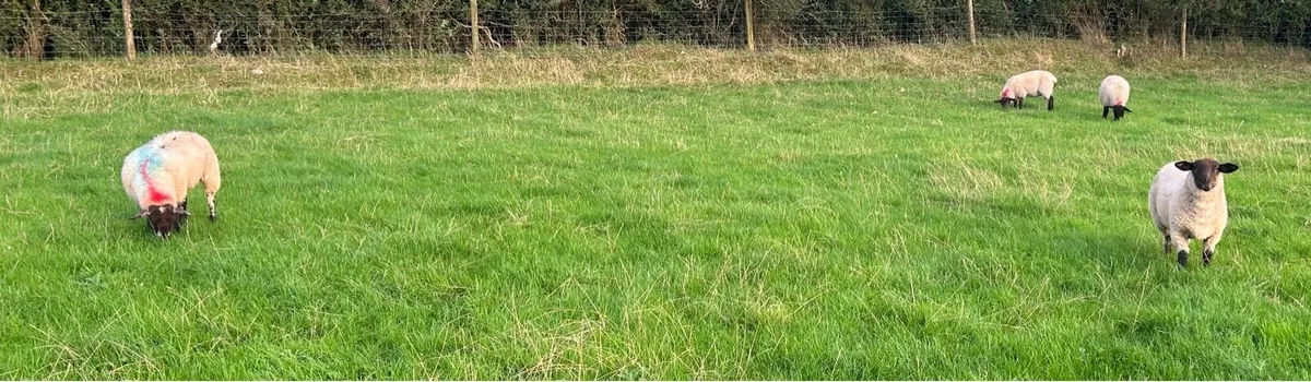 Suffolk x ewe lambs - Image 3