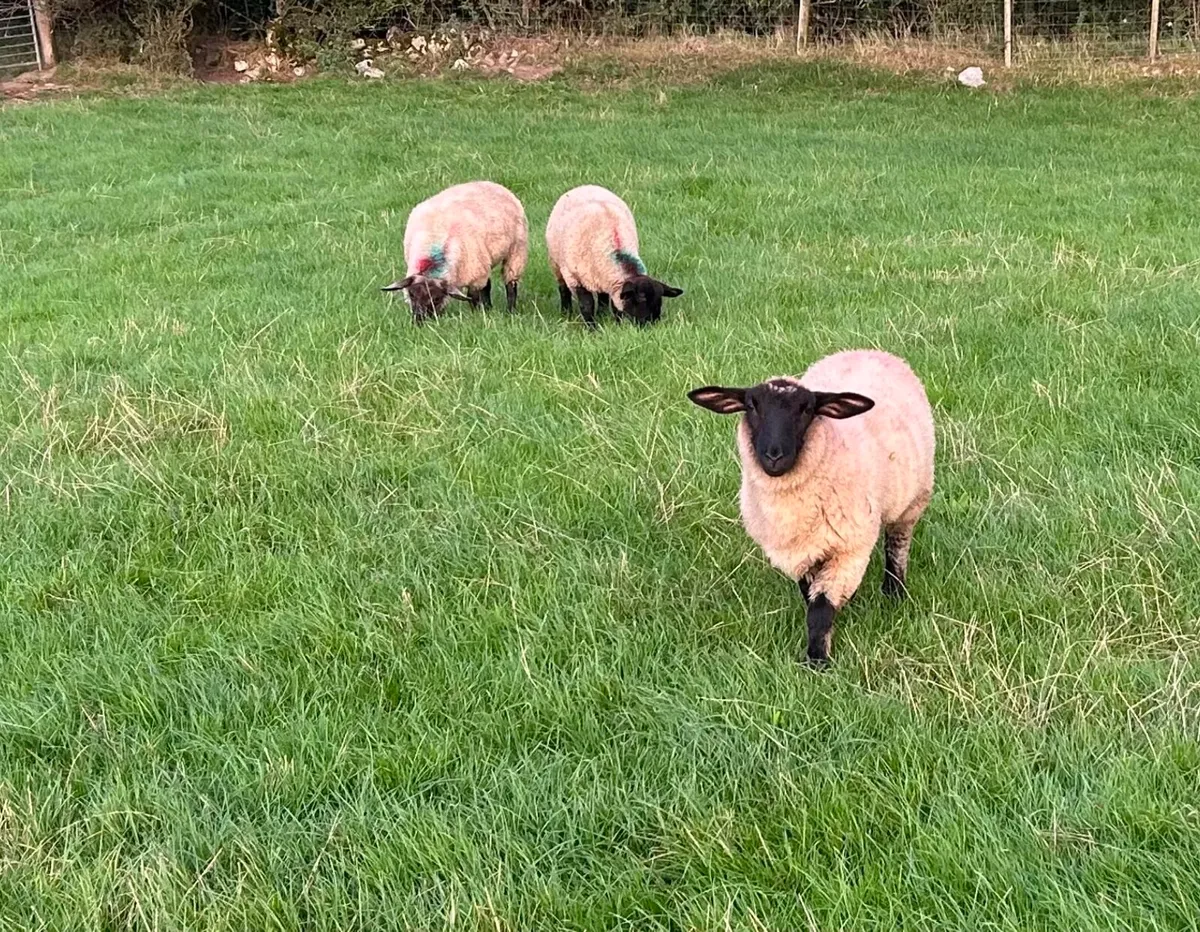 Suffolk x ewe lambs - Image 4