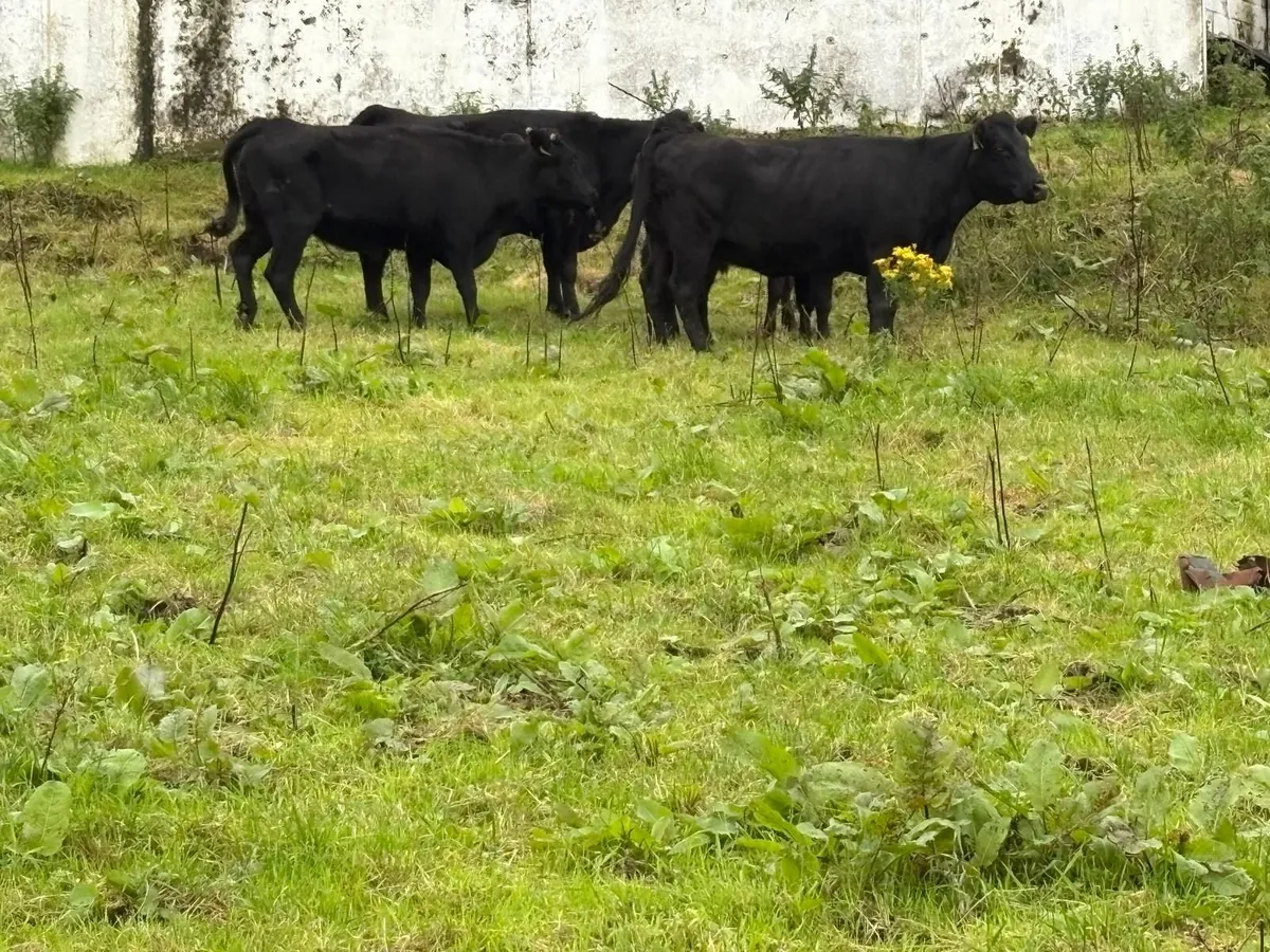 Dexter Cows for sale - Image 3