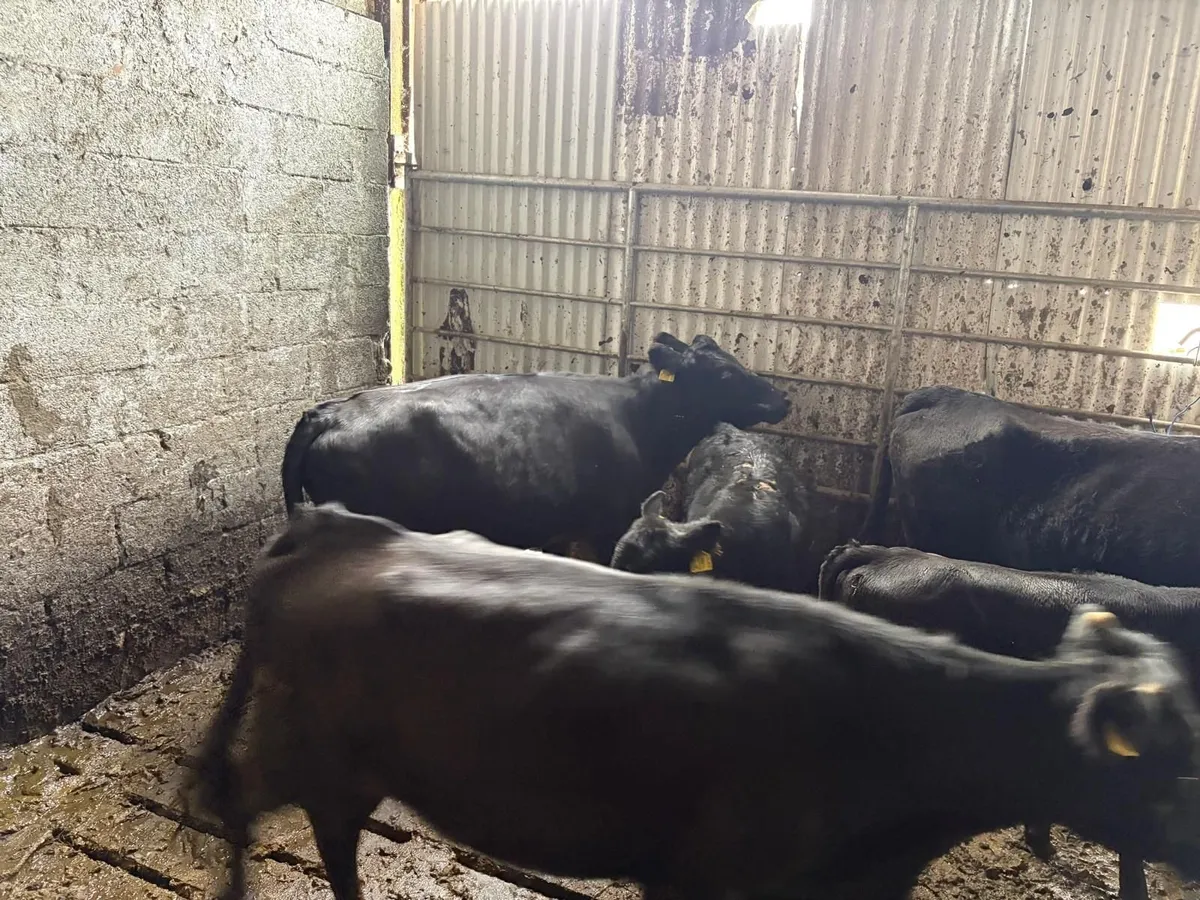 Dexter Cows for sale - Image 1