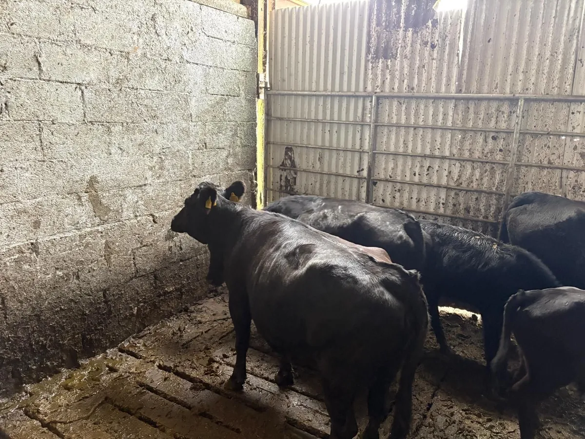 Dexter Cows for sale - Image 2