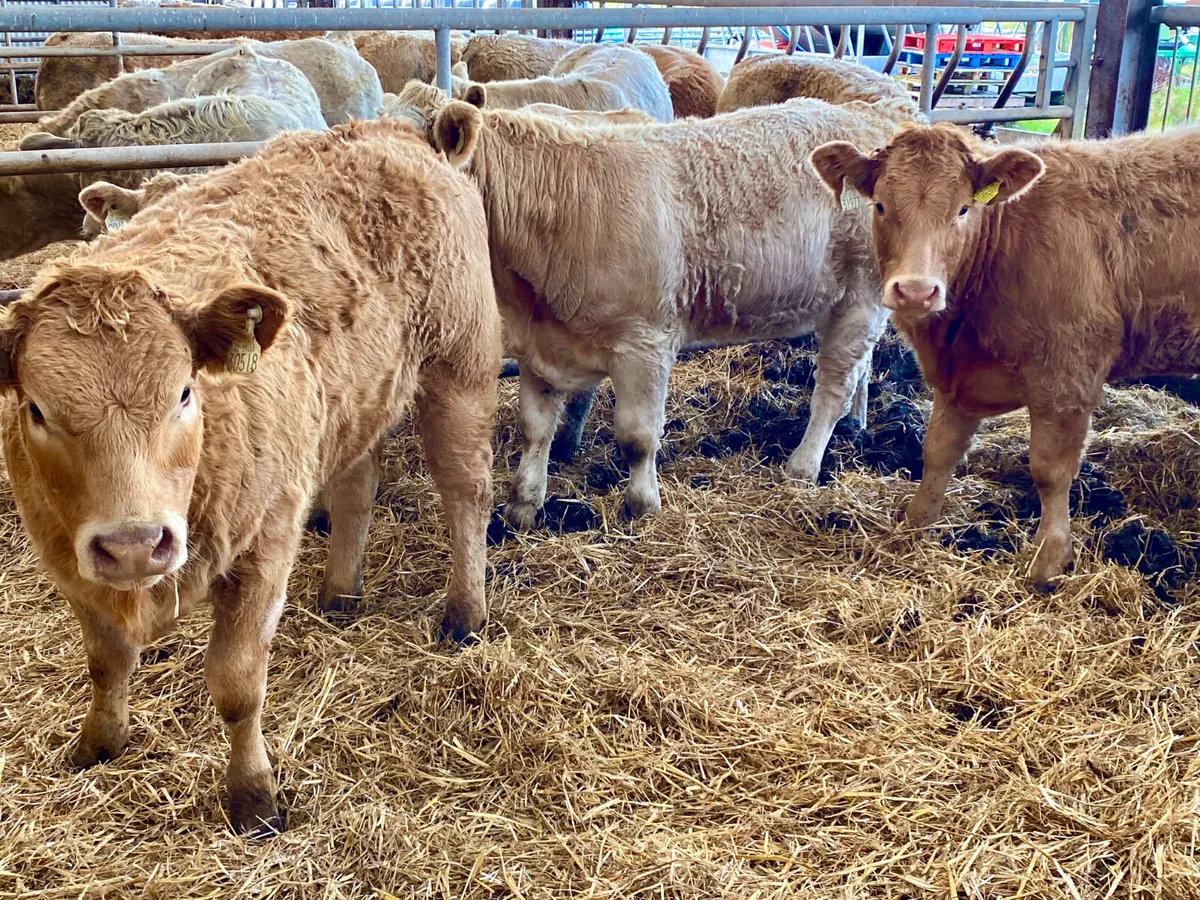 Fresh in stock 2026 ~ Super Charolais Heifers - Image 2