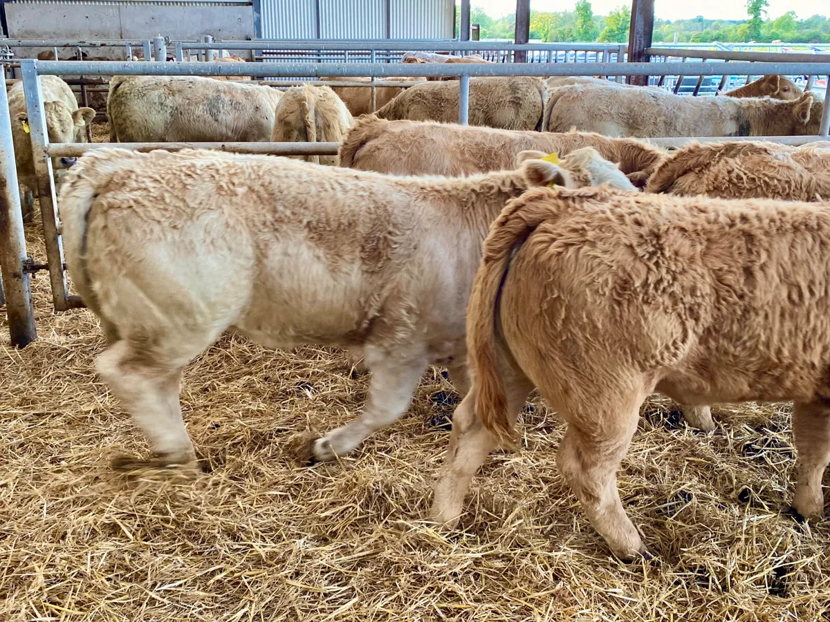 Fresh in stock 2026 ~ Super Charolais Heifers - Image 3