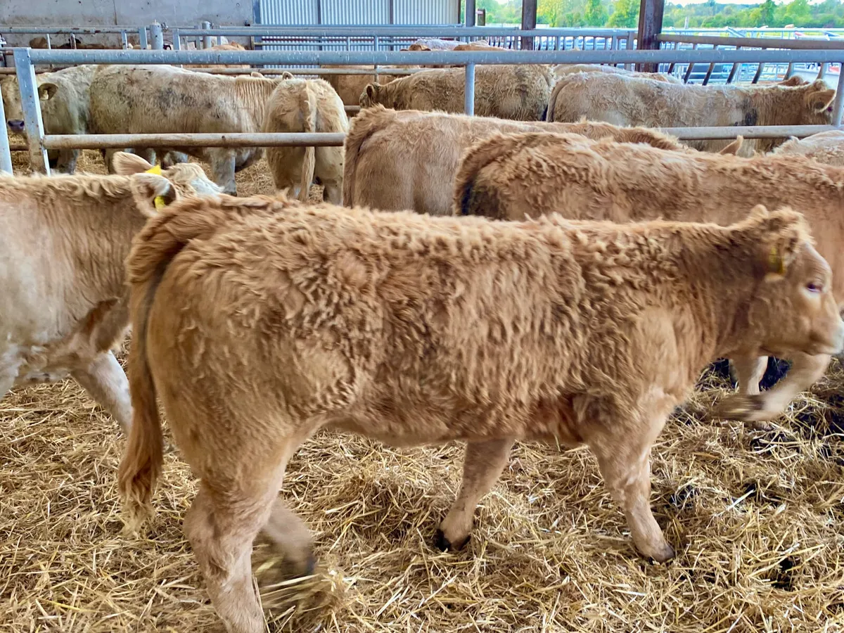 Fresh in stock 2026 ~ Super Charolais Heifers - Image 1