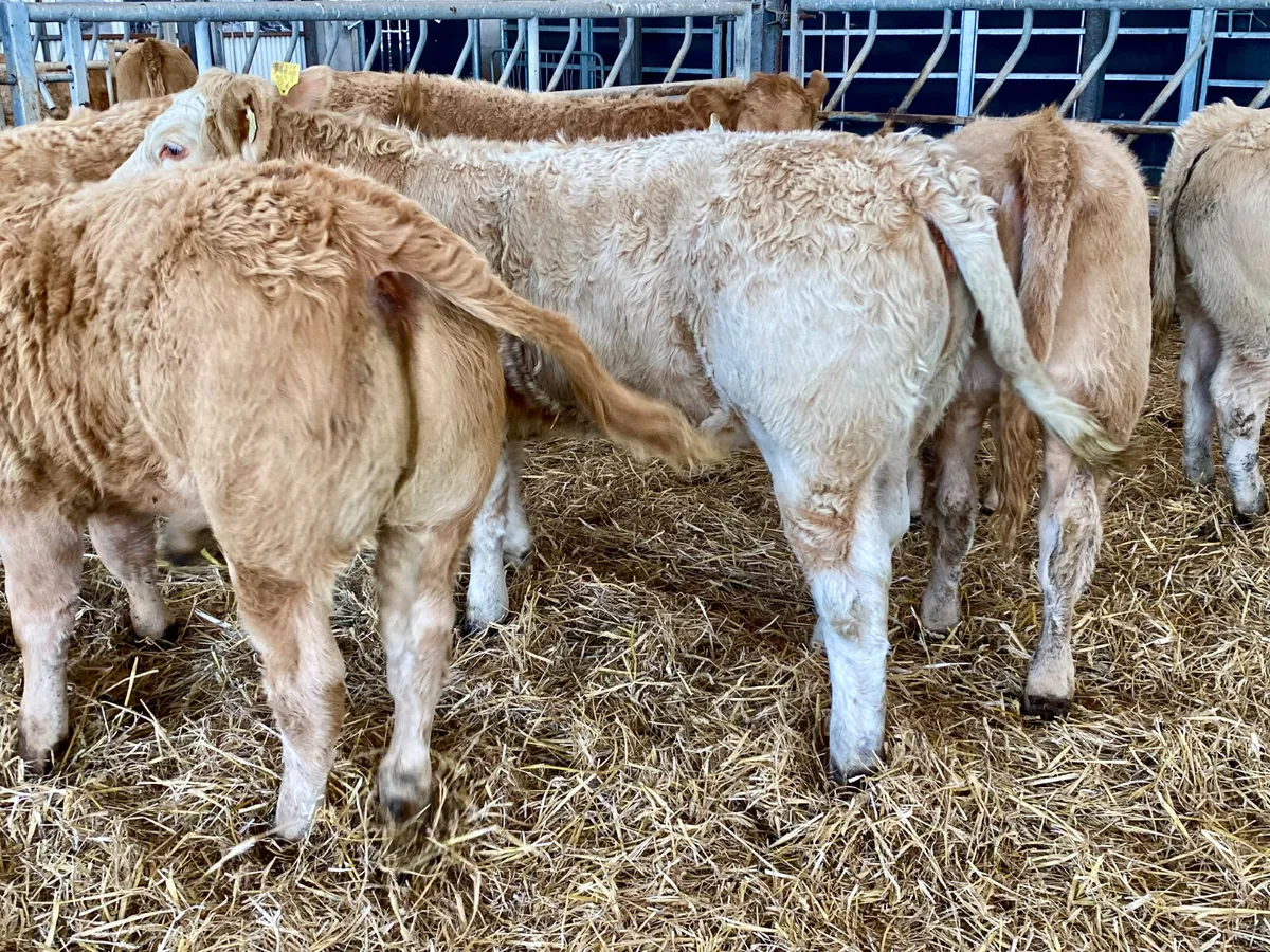 Fresh in stock 2026 ~ Super Charolais Heifers - Image 3
