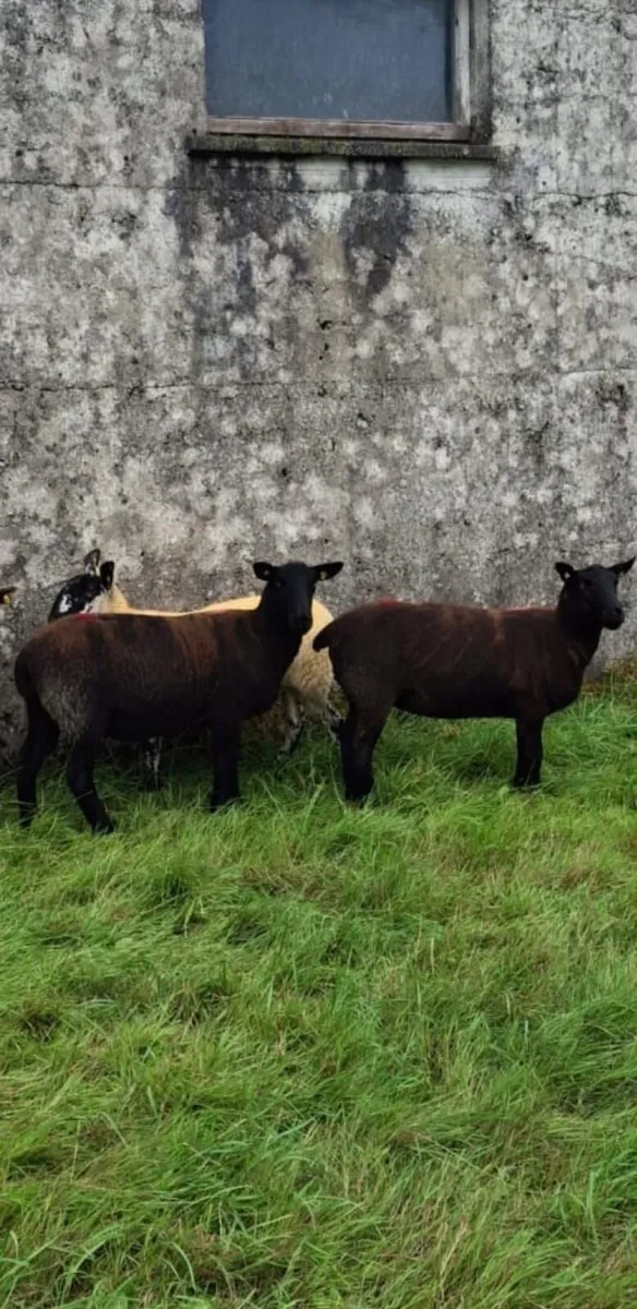 Suffolk x ewe hoggets/Milford ram - Image 1