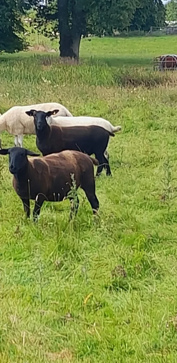 Suffolk x ewe hoggets/Milford ram - Image 2