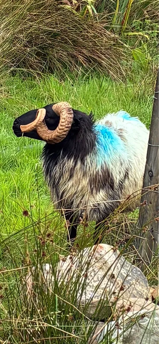 AGED RAM & HOGGET RAMS -ALL SIS - Image 2