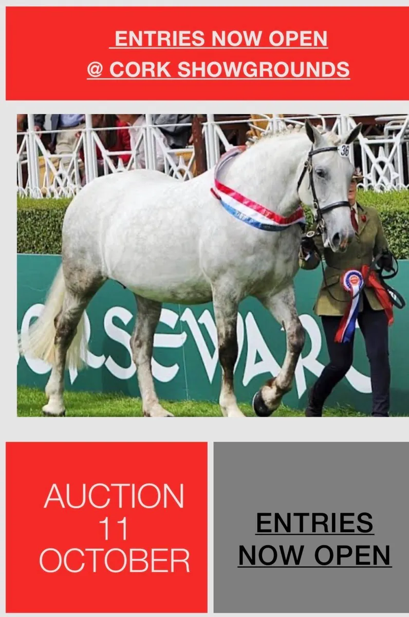 *Horse & Pony AUCTION in Cork Showgrounds