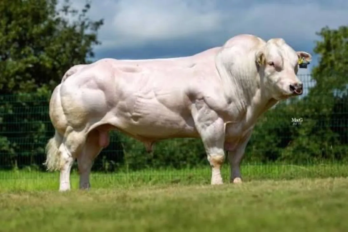 Recipients carrying BB Embryos