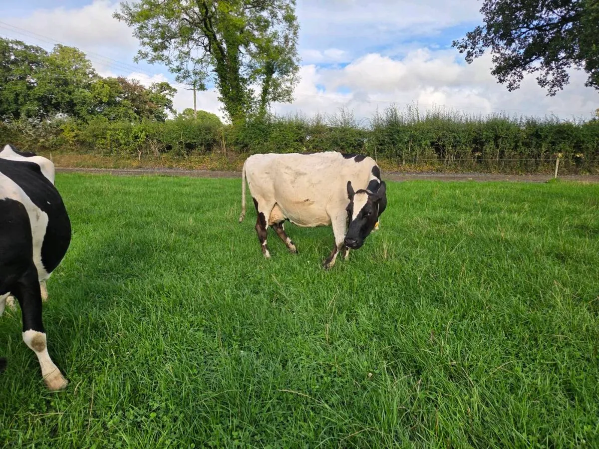 Dairy Cows - Image 4