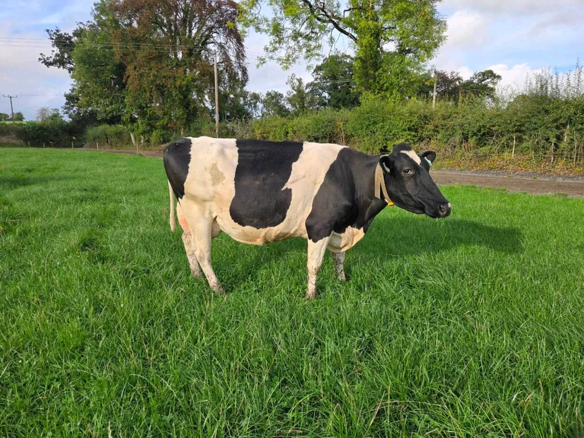 Dairy Cows - Image 2