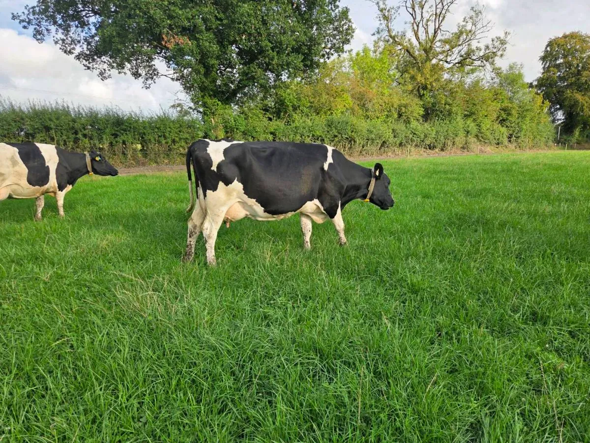 Dairy Cows - Image 3