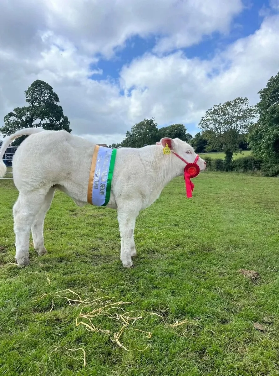 Charolais Show Calf - Image 1