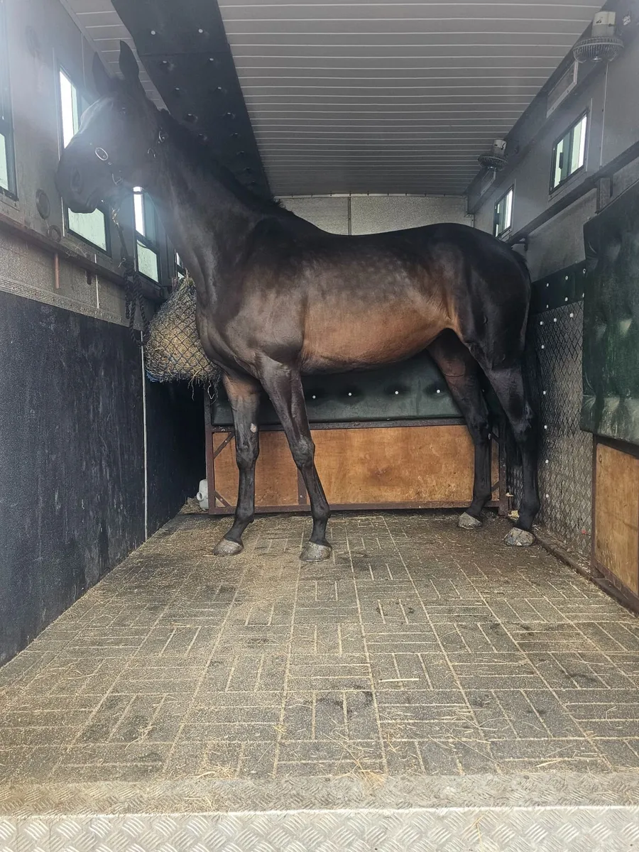 Horse lorry - Image 4