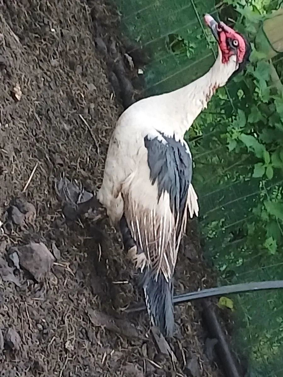 Muscovy drake - Image 3