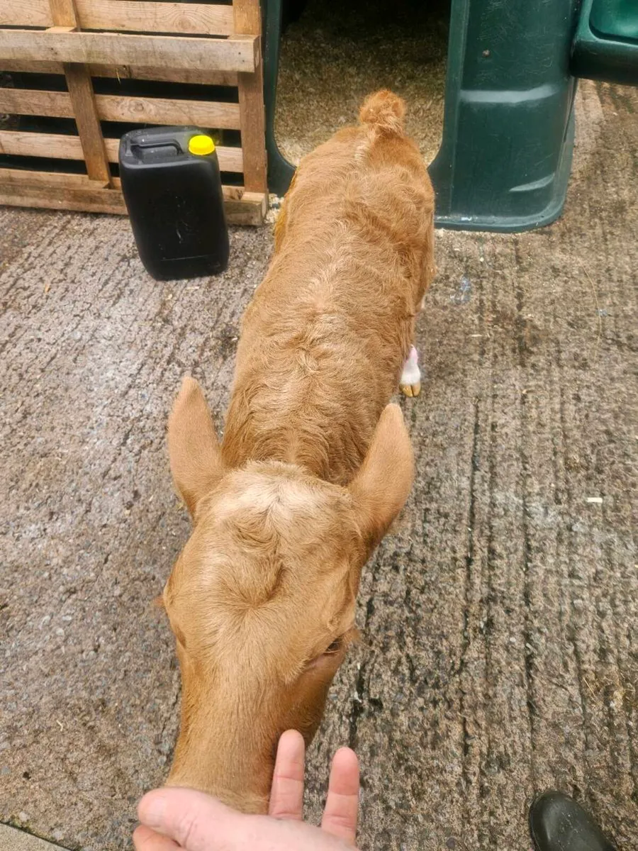 Ch Heifer calf - Image 2