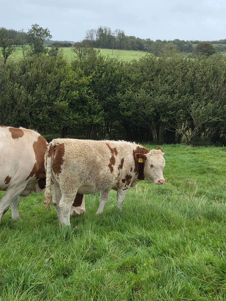 Weanlings - Image 2