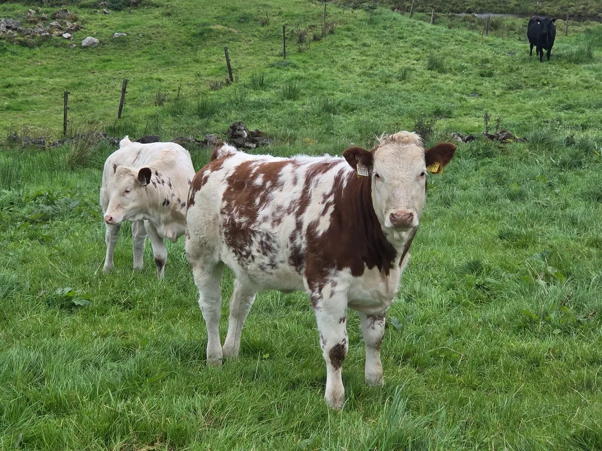 Weanlings - Image 3