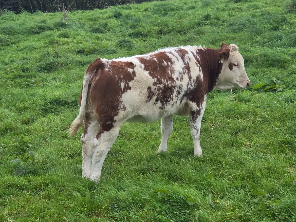 Weanlings - Image 4
