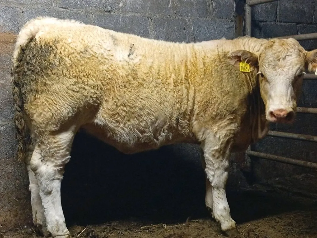Heifer - Image 1