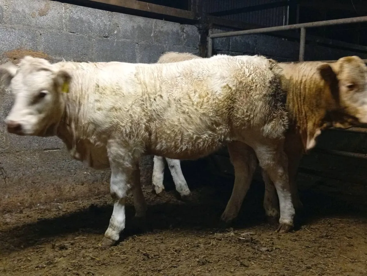 Heifer - Image 2