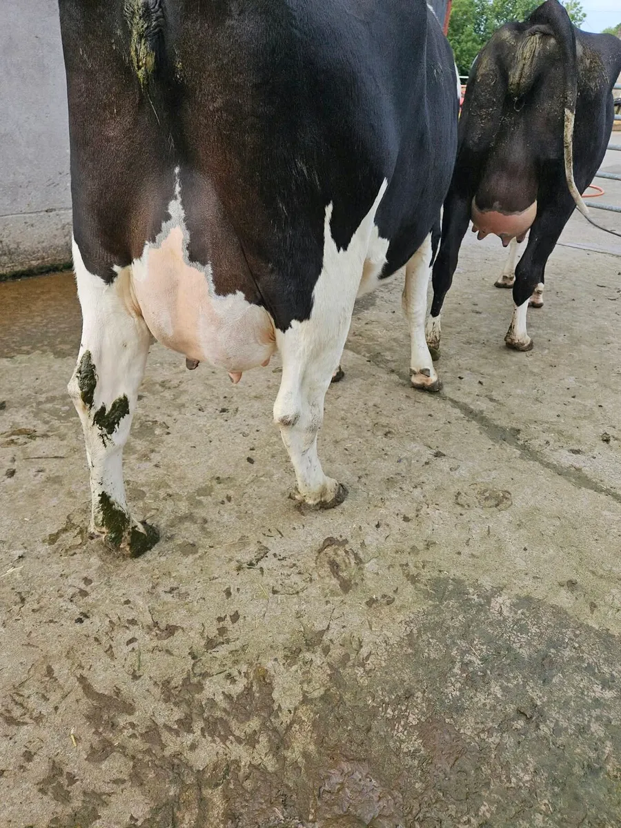 Freshly calved cattle - Image 4