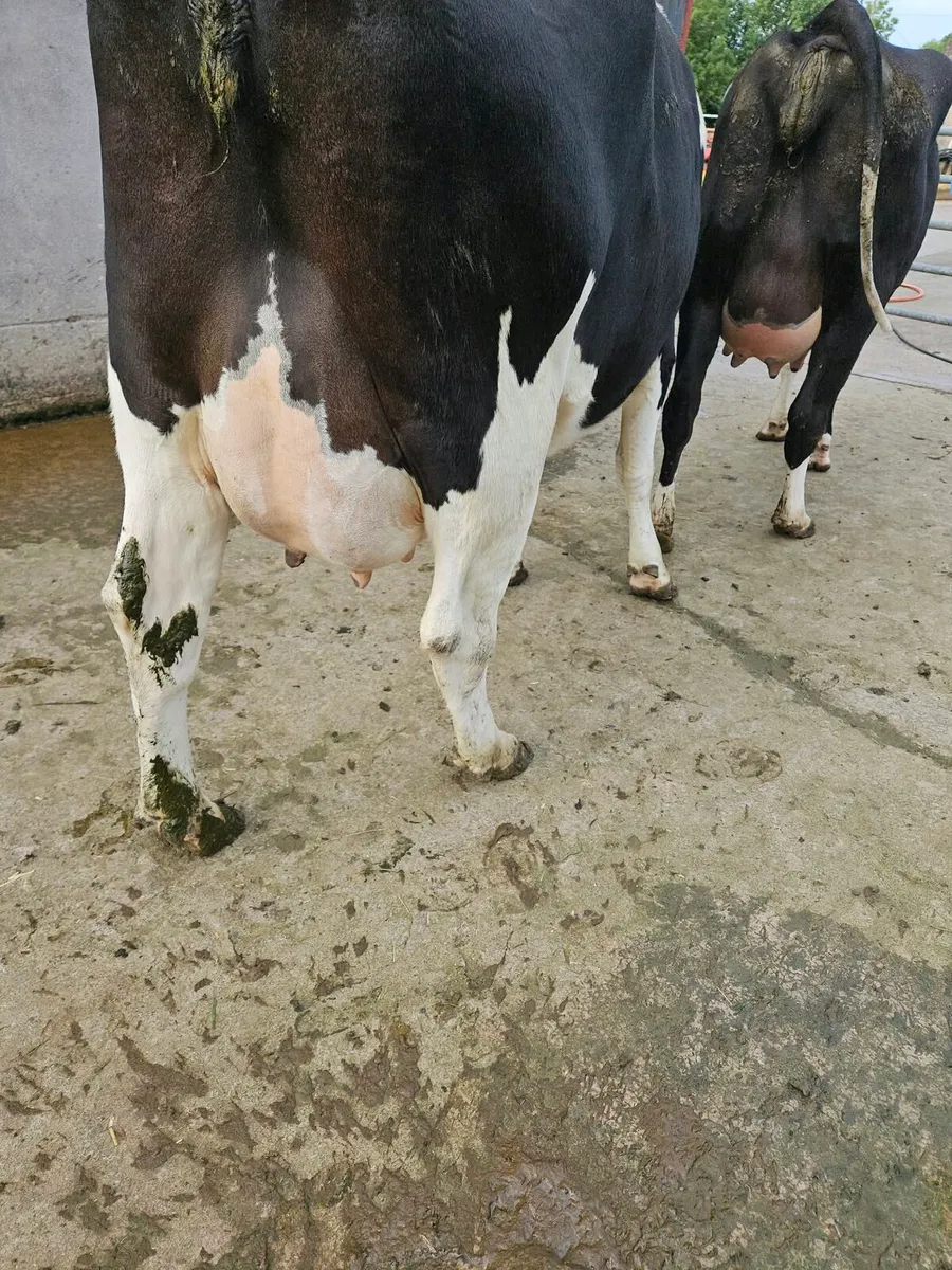 Freshly calved cattle - Image 1