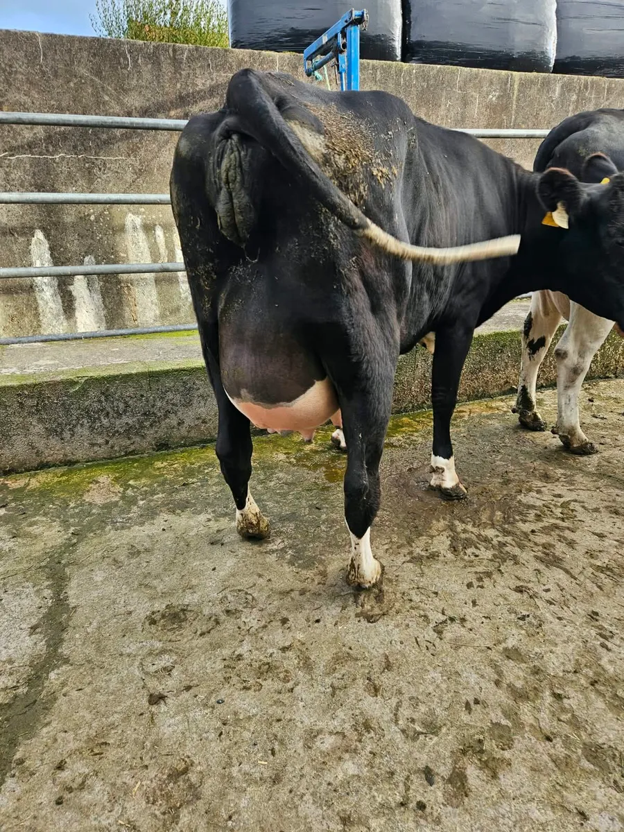 Freshly calved cattle - Image 2