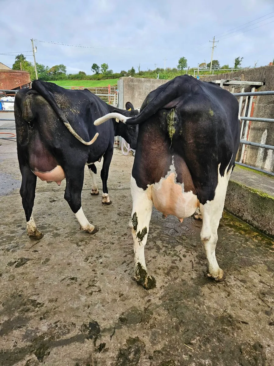 Freshly calved cattle - Image 3