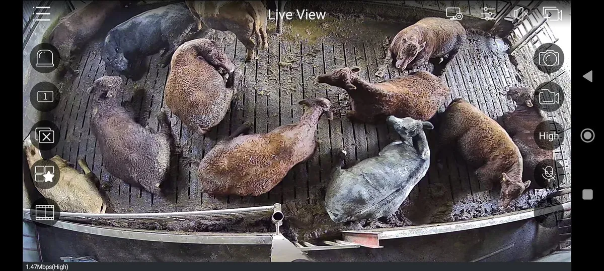Calving cameras - Image 3